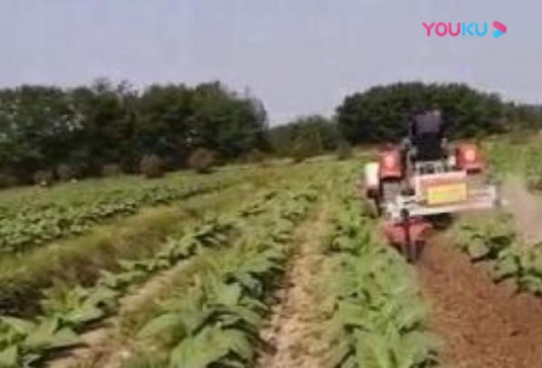 煙草作業視頻展示
