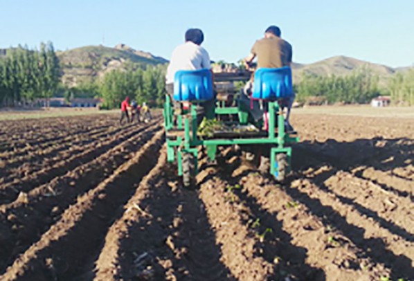 甜菜移栽機
