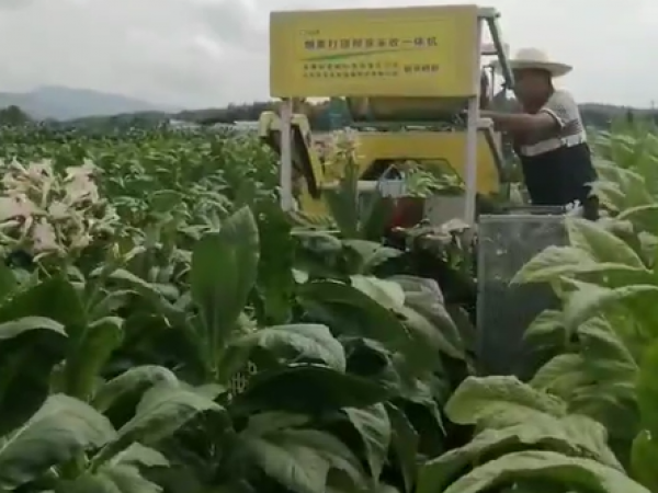 煙草作業視頻展示